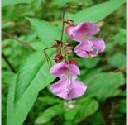 Himalayan Balsam