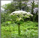 Giant Hogweed