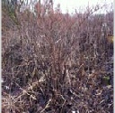 Japanese Knotweed Winter