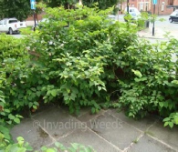 Japanese knotweed paving destruction 