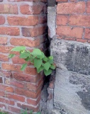 Japanese knotweed wall destruction 