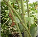 Japanese Knotweed