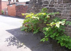 Japanese knotweed wall destruction 