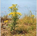 Common Ragwort