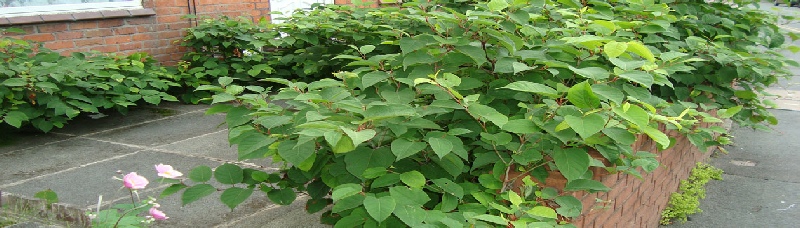 Japanese knotweed Front Garden