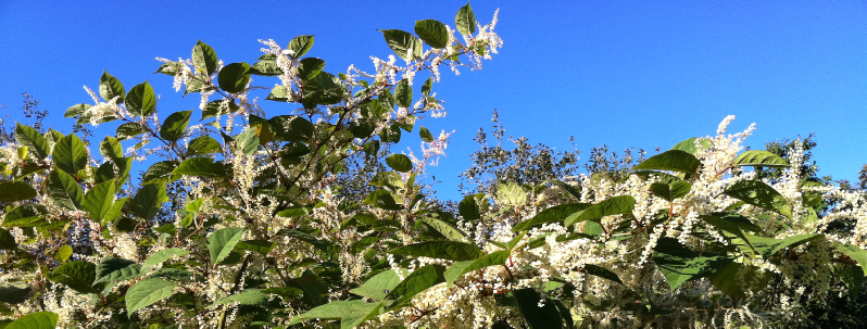 Japanese knotweed About us